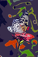 Butterfly:  Abstract Landing