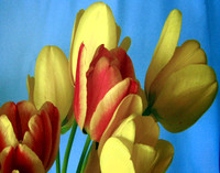 Flora
